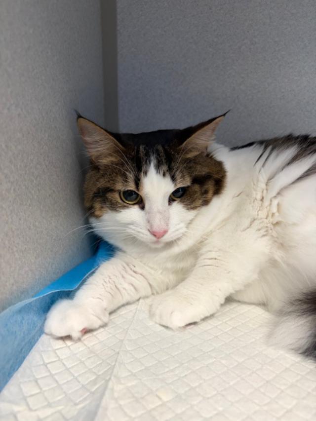 Charm, ADOPTABLE, Adult Female Domestic Short Hair.