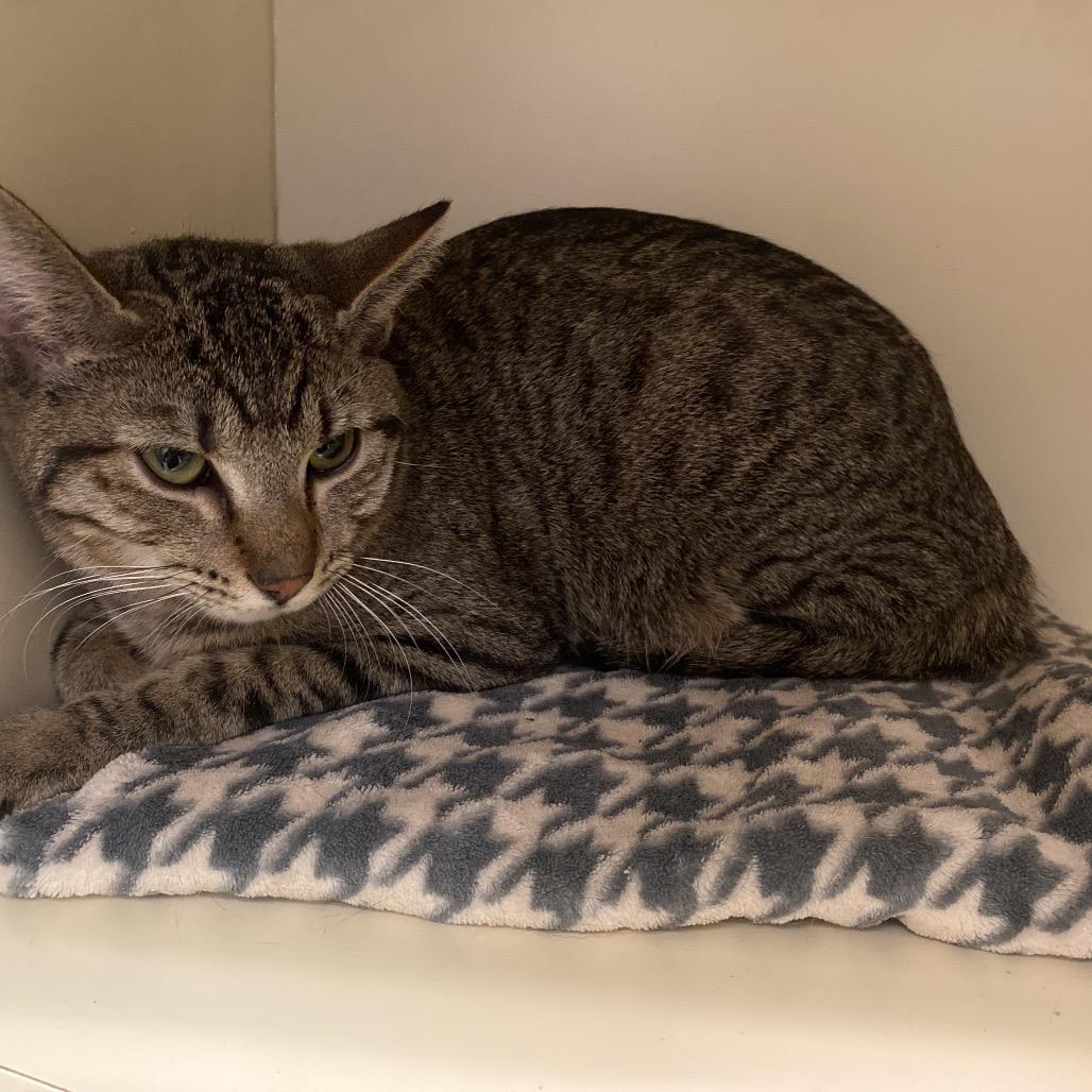 Jesse, Adoptable, Young Female Domestic Short Hair.