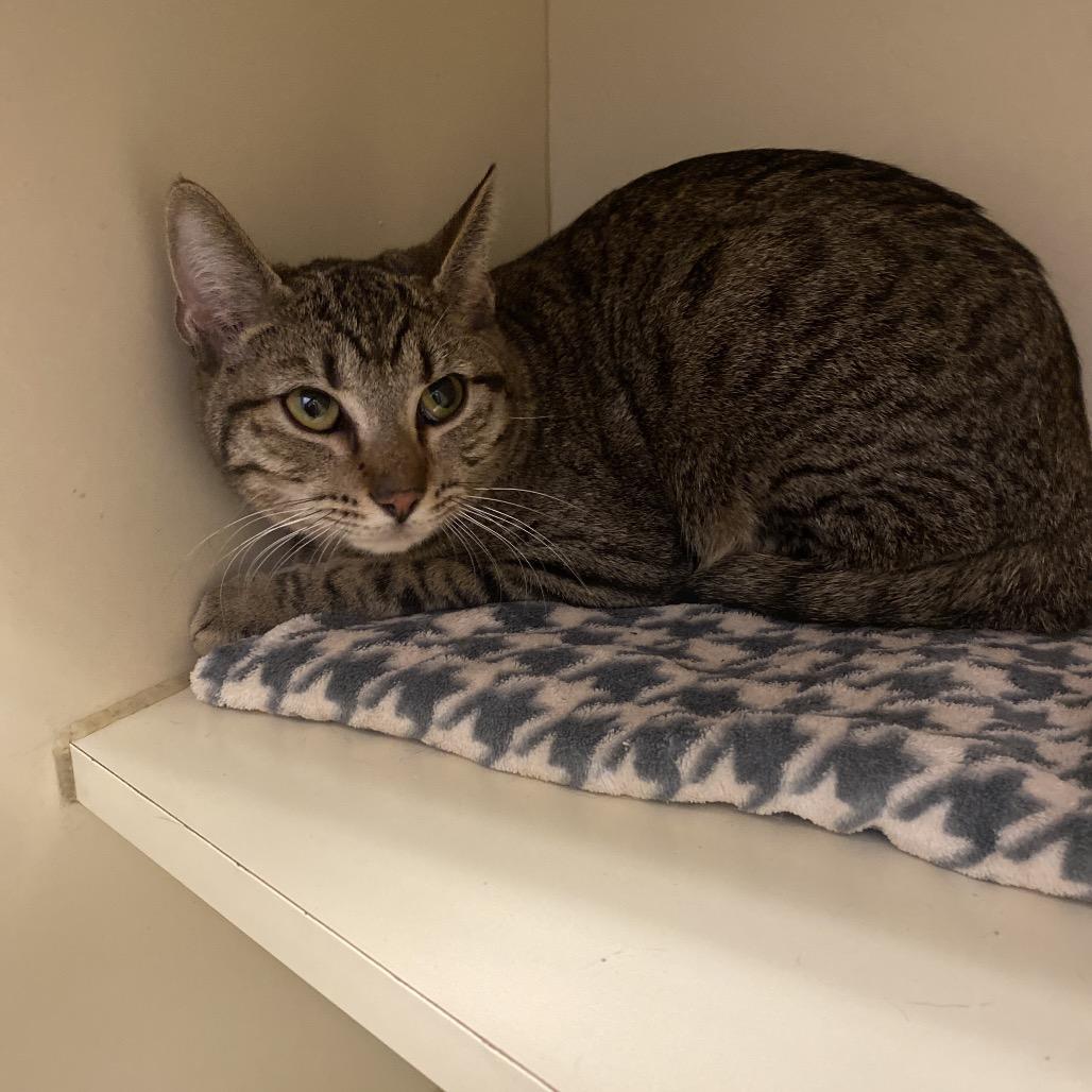 Enlarge Jesse, a Adoptable Domestic Short Hair in Dayton, OH image 2/2