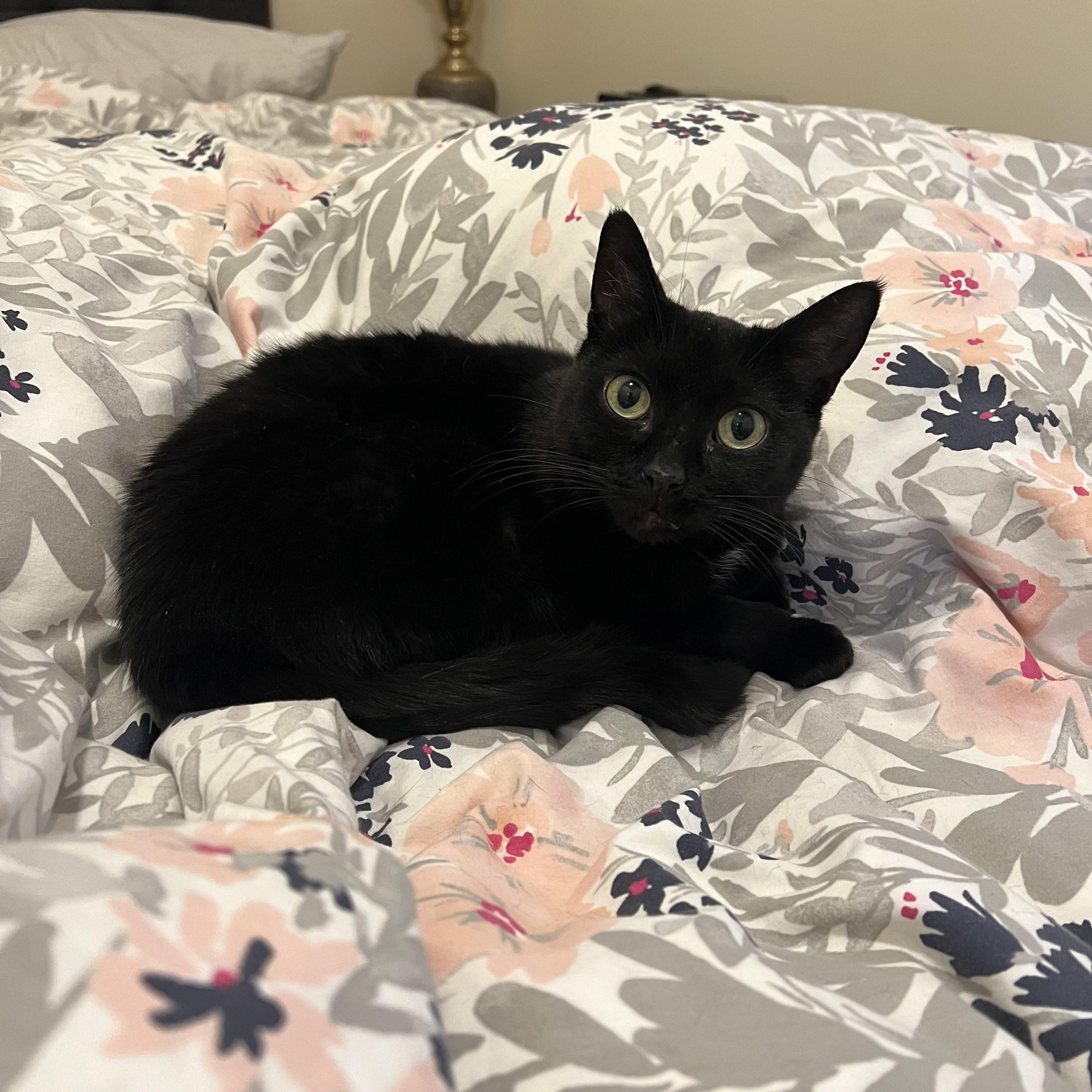 Machu Picchu, adoptable, Adult Female Domestic Short Hair.