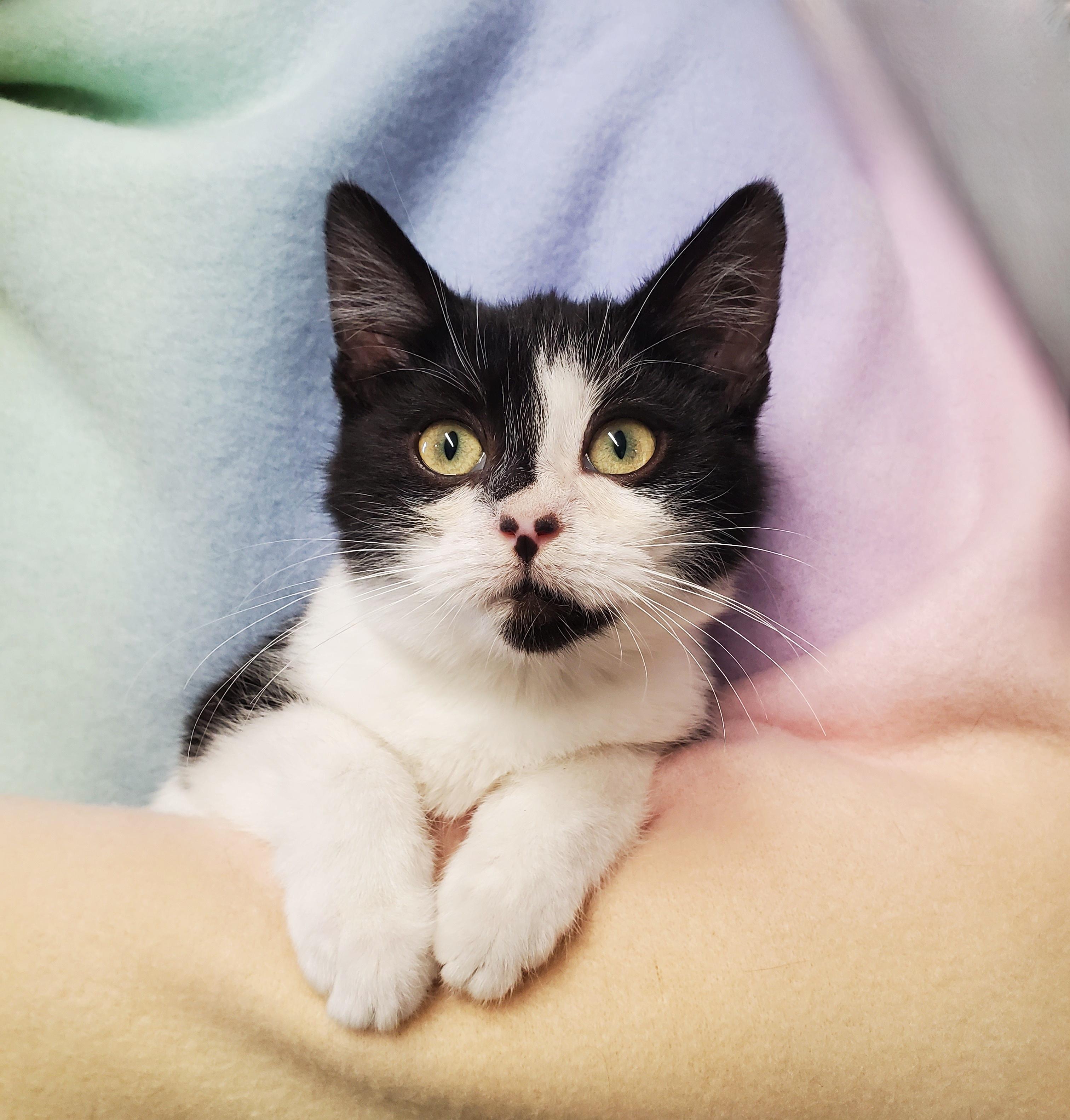 Miss Beeps, ADOPTABLE, Young Female Domestic Short Hair.