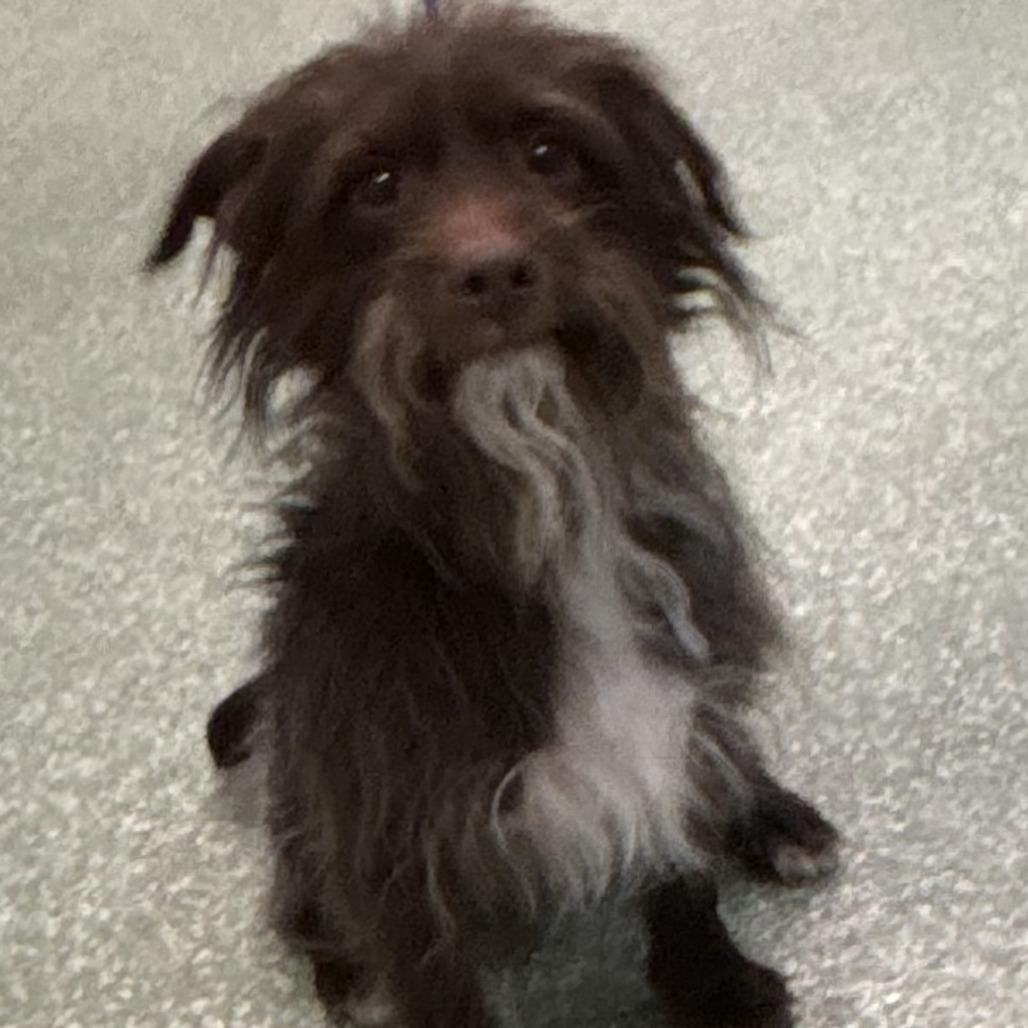 Shaggy, Adoptable, Adult Male Terrier.