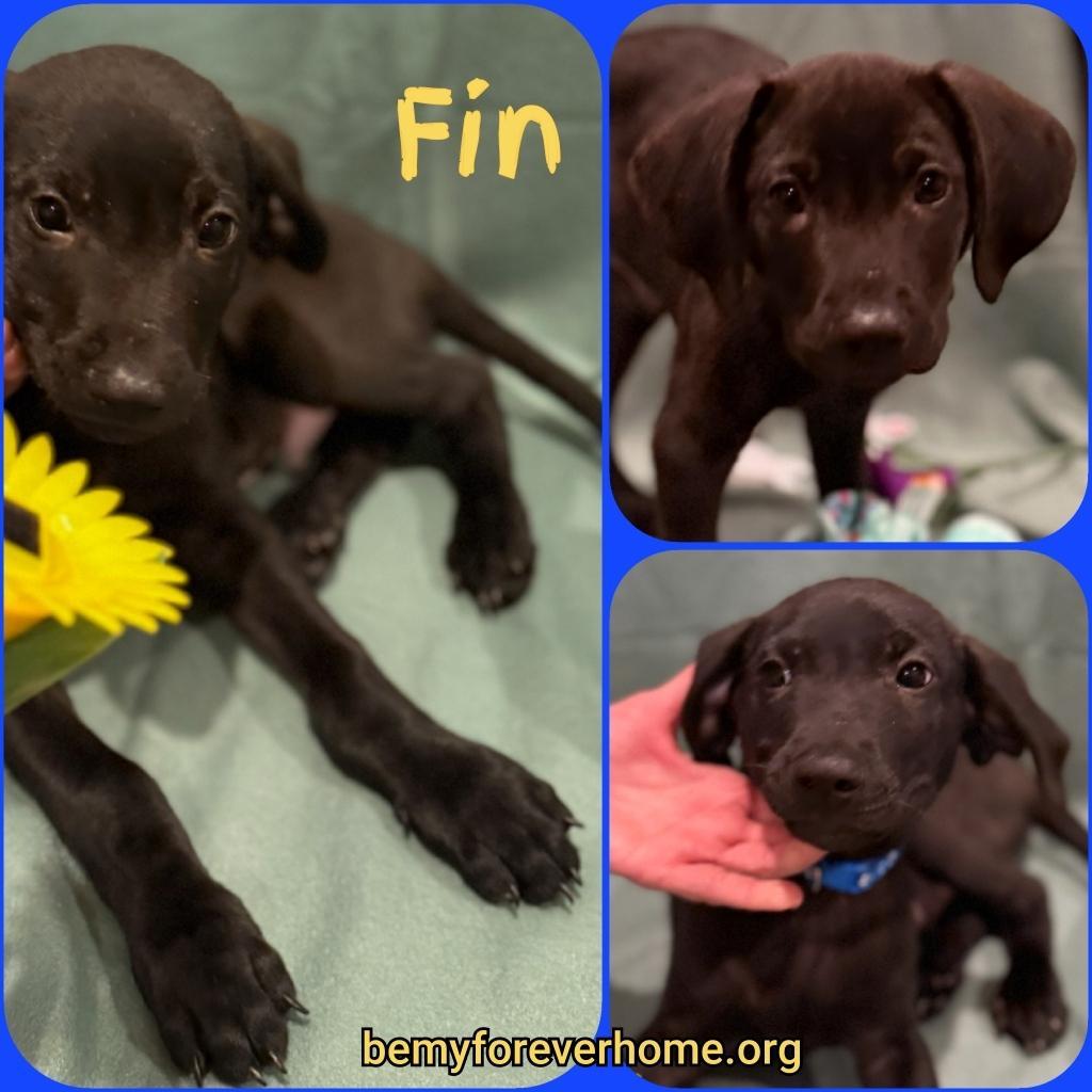 Fin, Baby Male Black Labrador Retriever