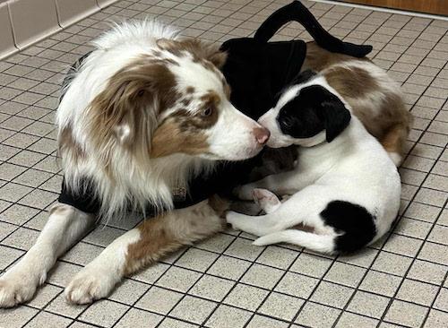 Enlarge Honey, a ADOPTABLE mixed breed in Sudbury, MA image 4/6