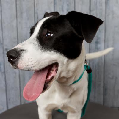 Enlarge Honey, a ADOPTABLE mixed breed in Sudbury, MA image 5/6