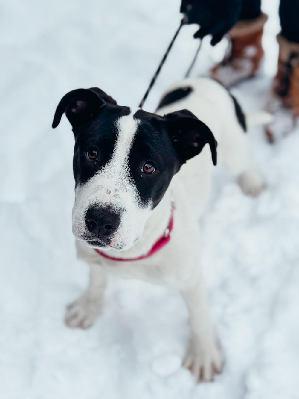 Enlarge Honey, a ADOPTABLE mixed breed in Sudbury, MA image 2/6