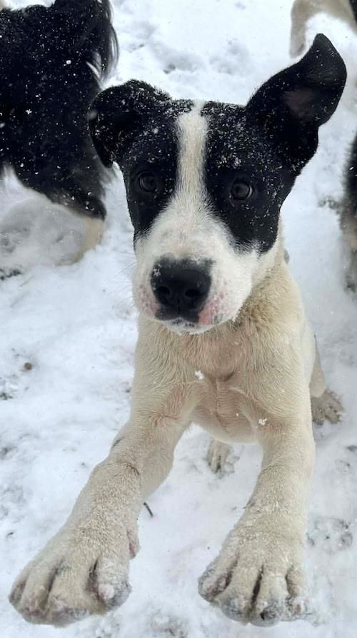 Enlarge Honey, a ADOPTABLE mixed breed in Sudbury, MA image 3/6