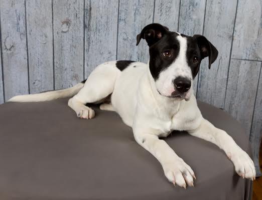 Enlarge Honey, a ADOPTABLE mixed breed in Sudbury, MA image 6/6