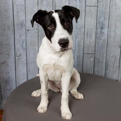 Honey, ADOPTABLE, Puppy Female Great Dane.