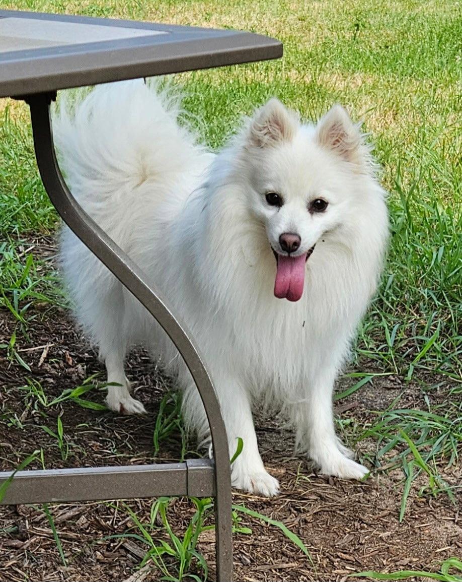 Meika of Elk Mound, WI, Adopted, Young Female American Eskimo Dog.
