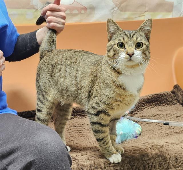 PICKLES, Adoptable, Young Male Domestic Short Hair.