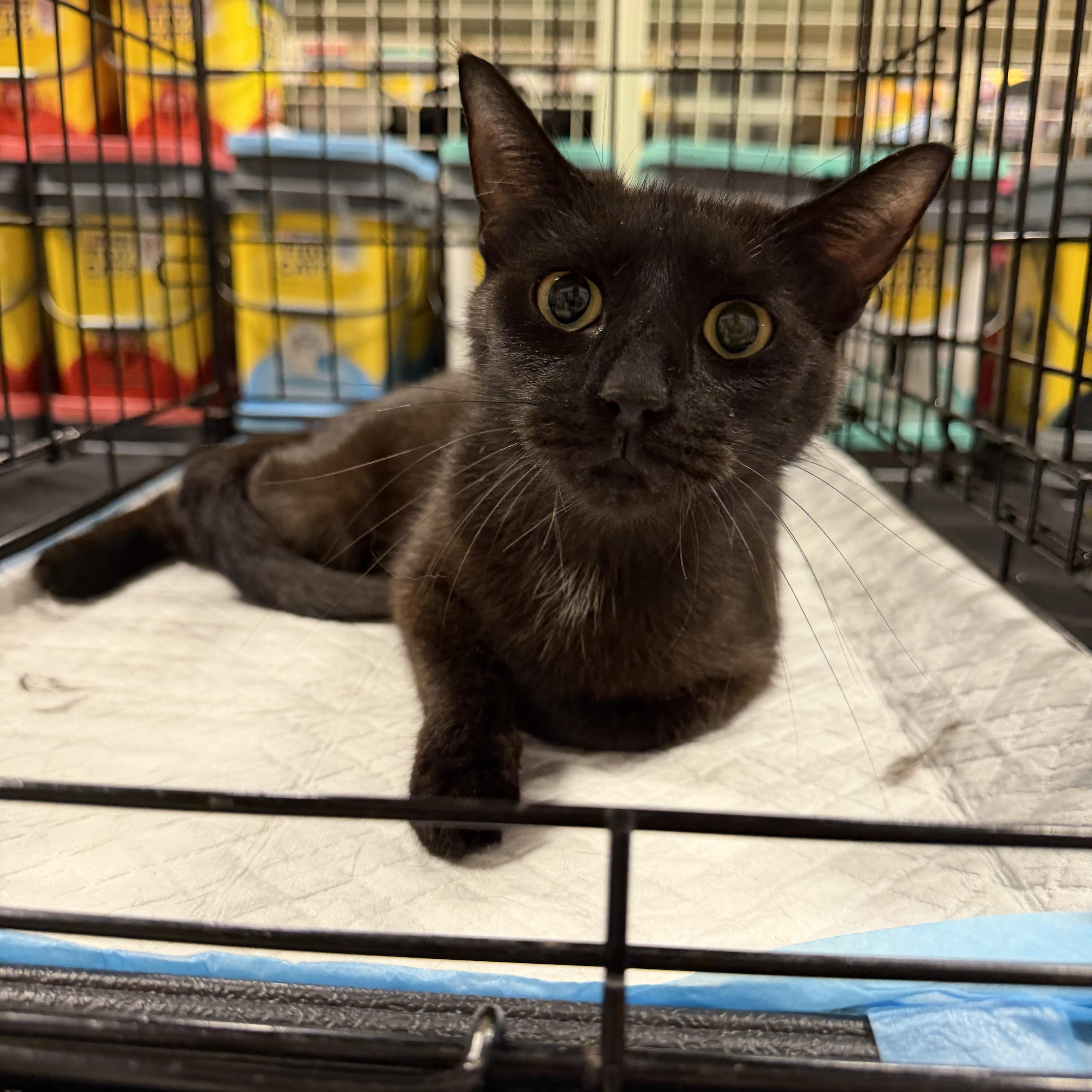 Enlarge Lucy (BC), a ADOPTABLE Domestic Short Hair in Simpsonville, SC image 1/1