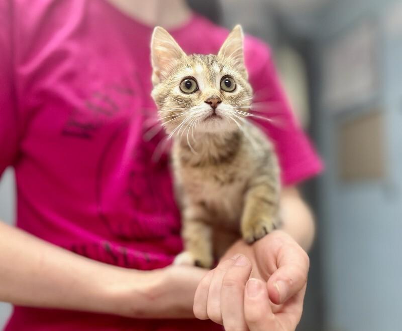 Fiona, Adoptable, Young Female Domestic Short Hair.