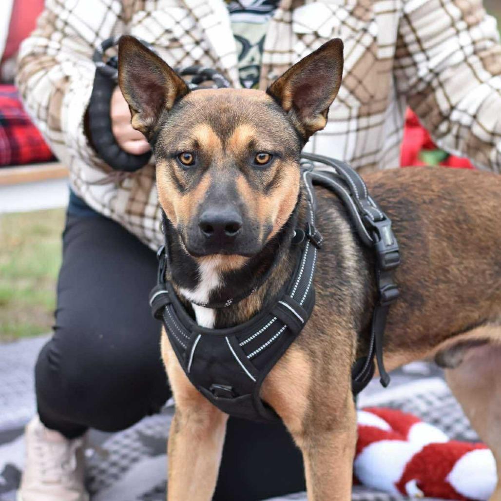 Rocky2, Adoptable, Puppy Male German Shepherd Dog & Mixed Breed.