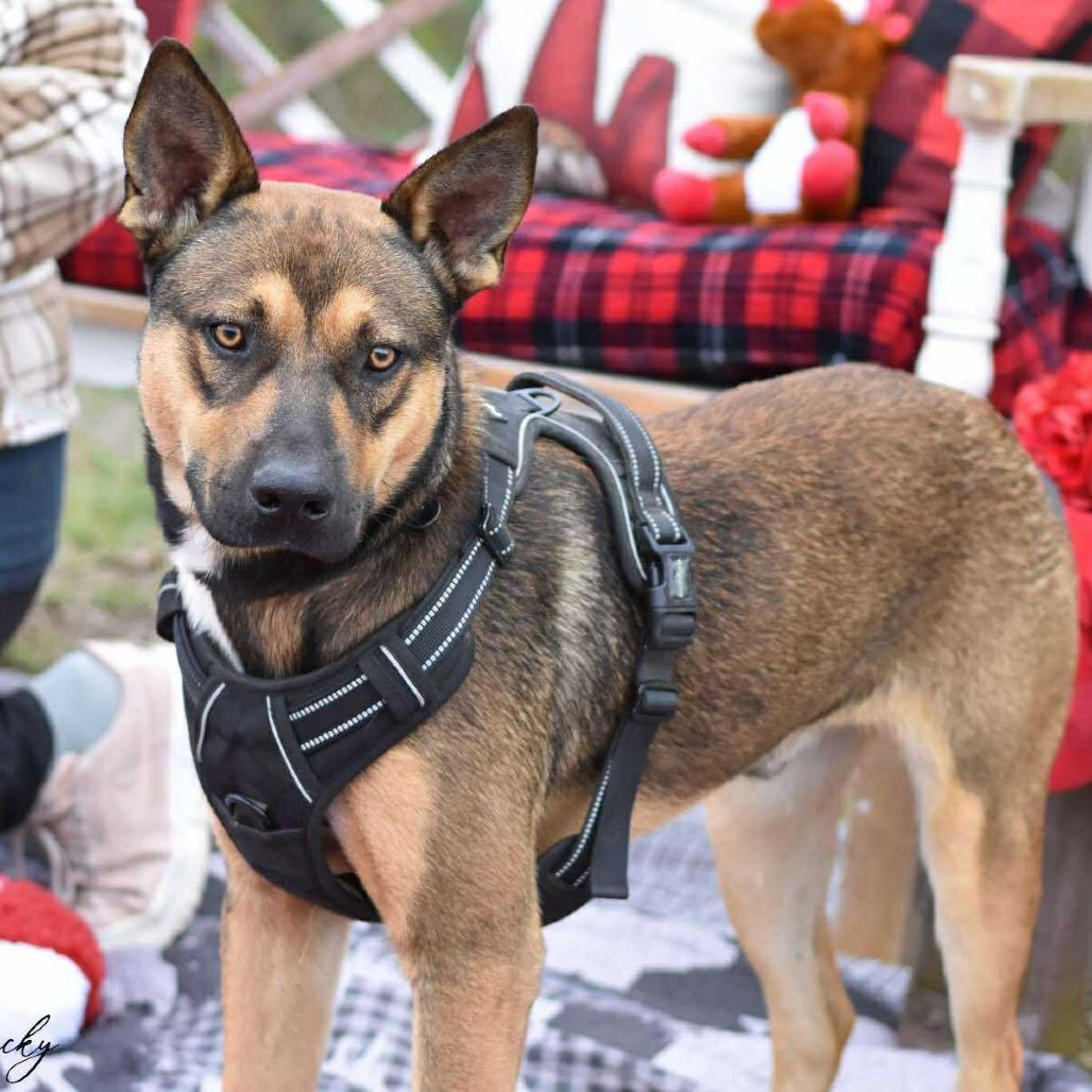 Enlarge Rocky2, a Adoptable mixed breed in Ft Walton Beach , FL image 2/6