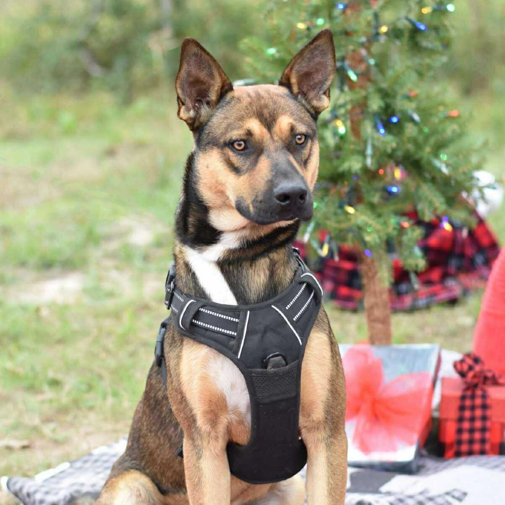 Enlarge Rocky2, a Adoptable mixed breed in Ft Walton Beach , FL image 3/6