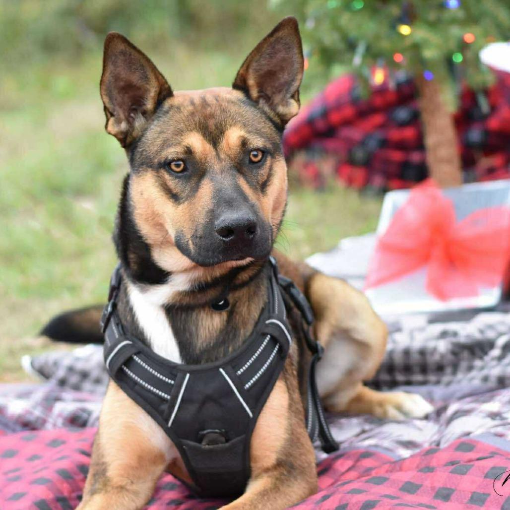 Enlarge Rocky2, a Adoptable mixed breed in Ft Walton Beach , FL image 4/6