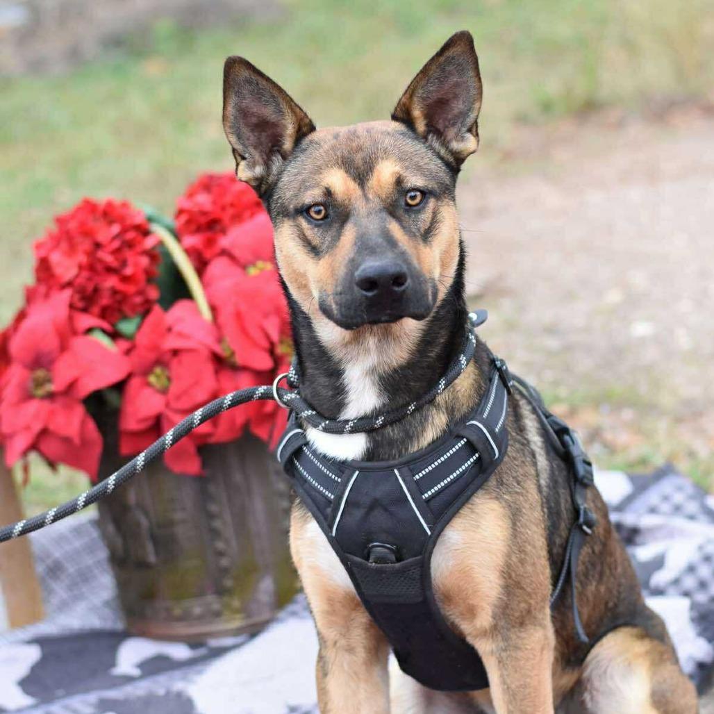 Enlarge Rocky2, a Adoptable mixed breed in Ft Walton Beach , FL image 6/6