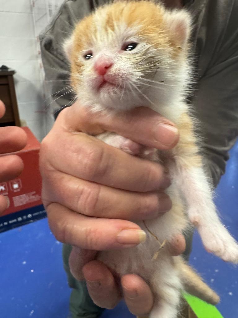Archie, Adoptable, Kitten Male Domestic Short Hair.