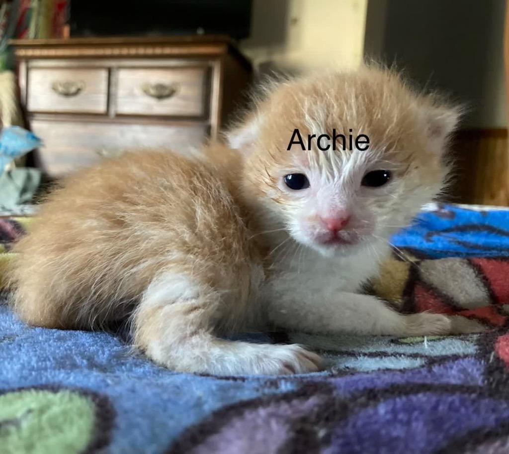 Enlarge Archie, a Adoptable mixed breed in Johnson City, TN image 2/6