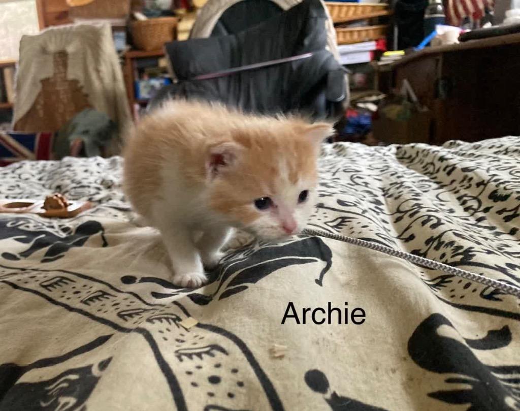 Enlarge Archie, a Adoptable mixed breed in Johnson City, TN image 4/6