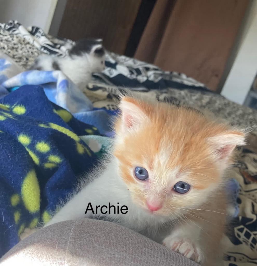 Enlarge Archie, a Adoptable mixed breed in Johnson City, TN image 5/6