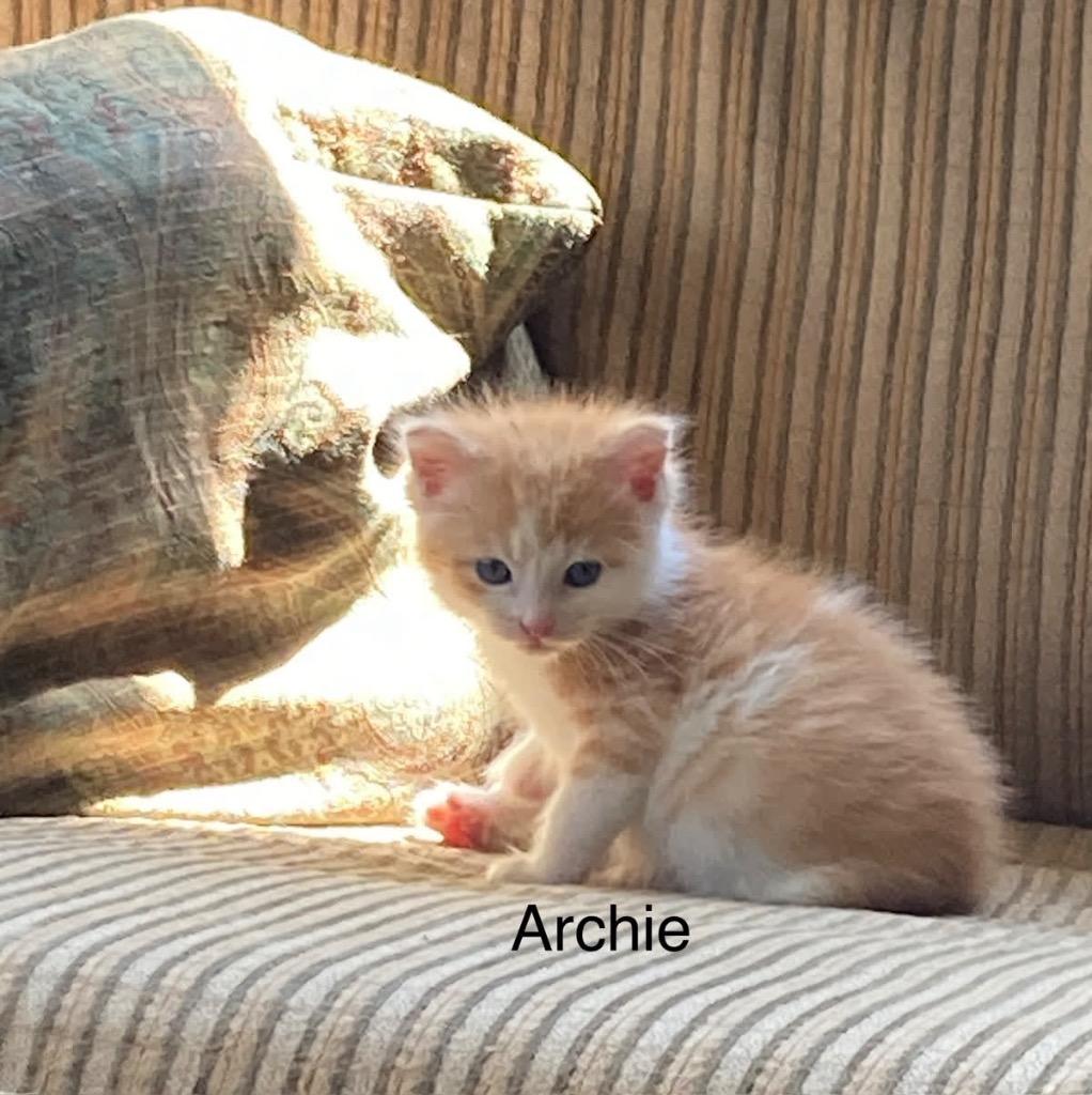 Enlarge Archie, a Adoptable mixed breed in Johnson City, TN image 6/6