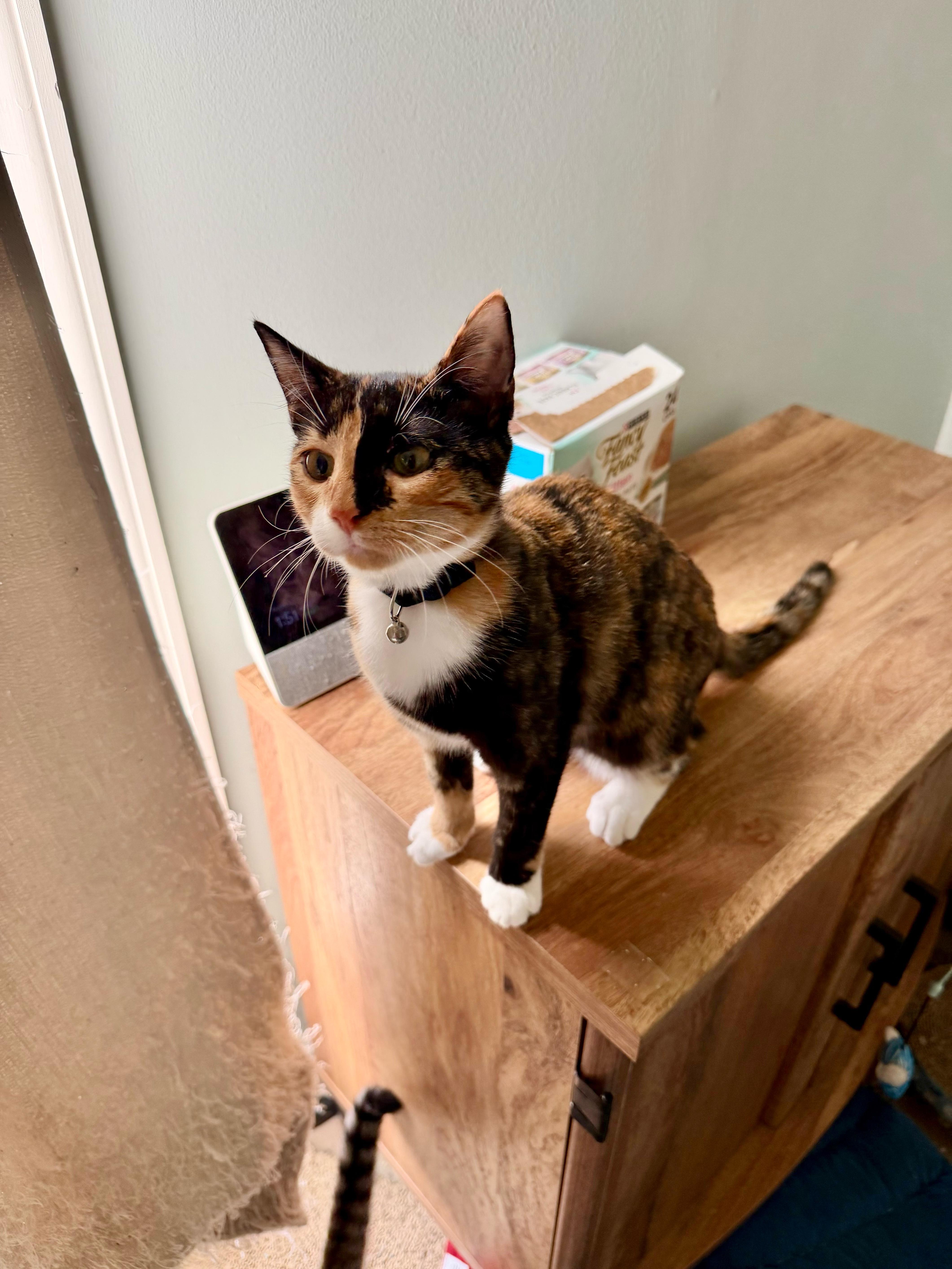 Jojo - Greensboro GA