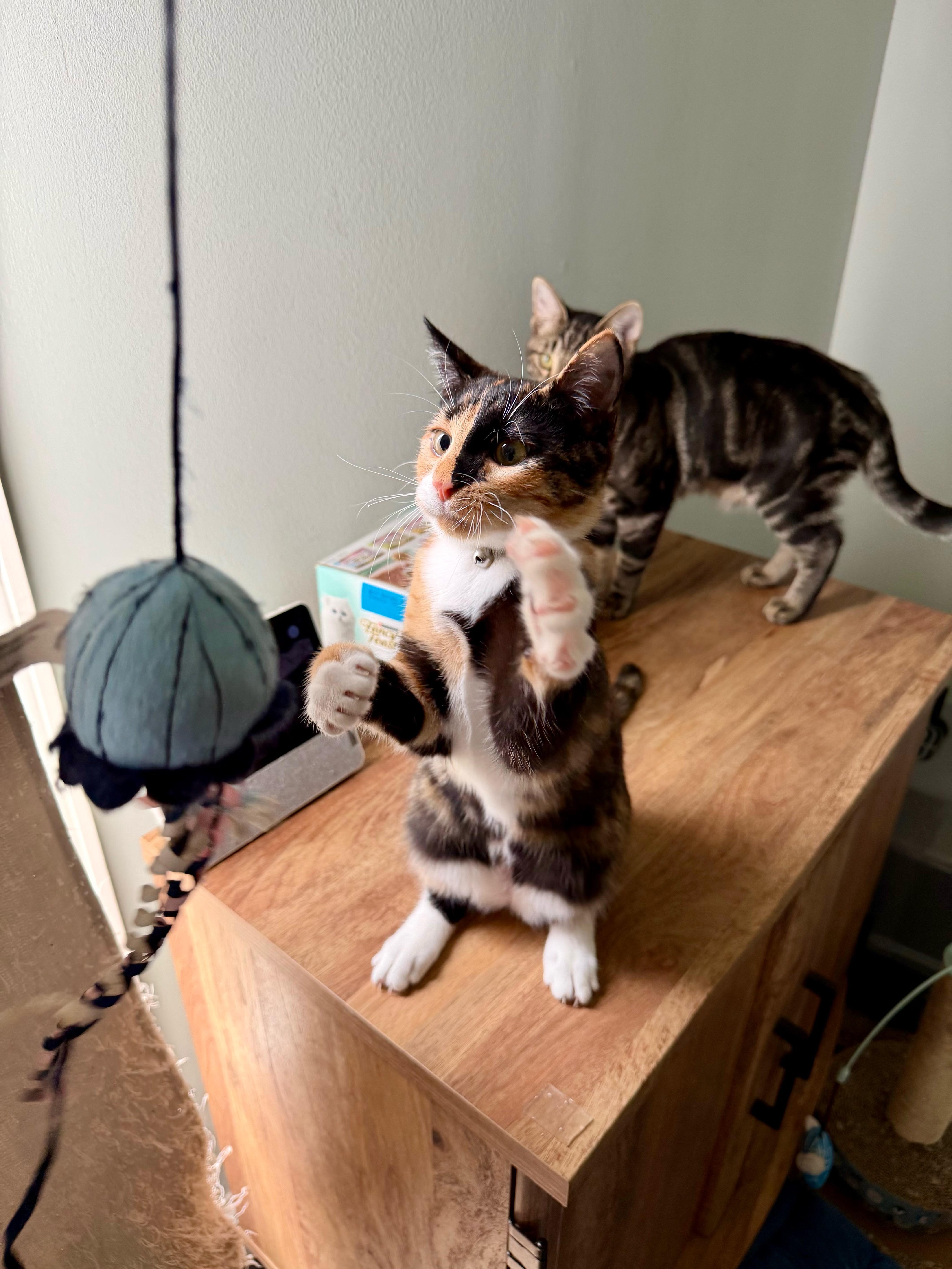 Jojo - Greensboro GA