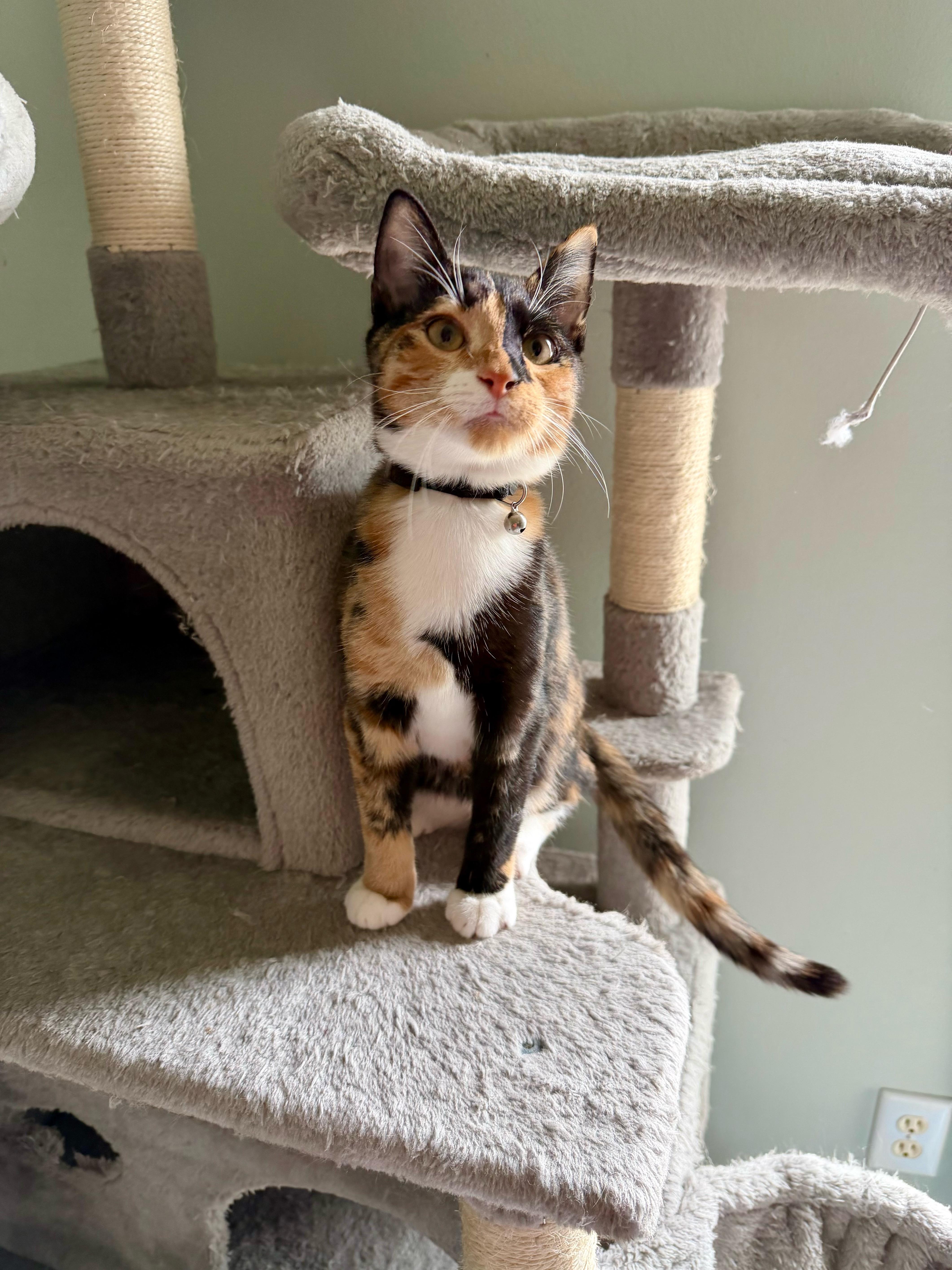 Jojo - Greensboro GA