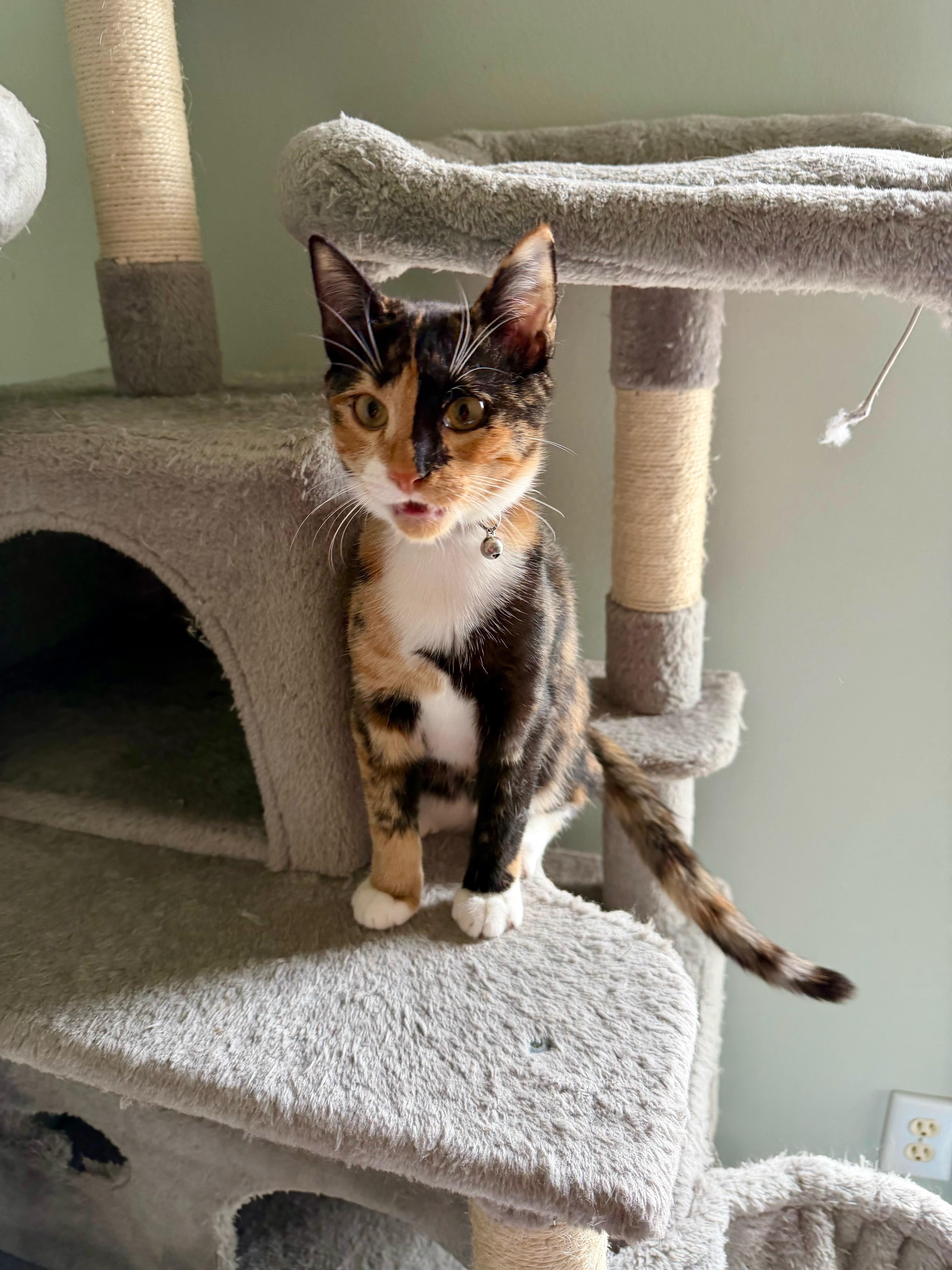 Jojo - Greensboro GA