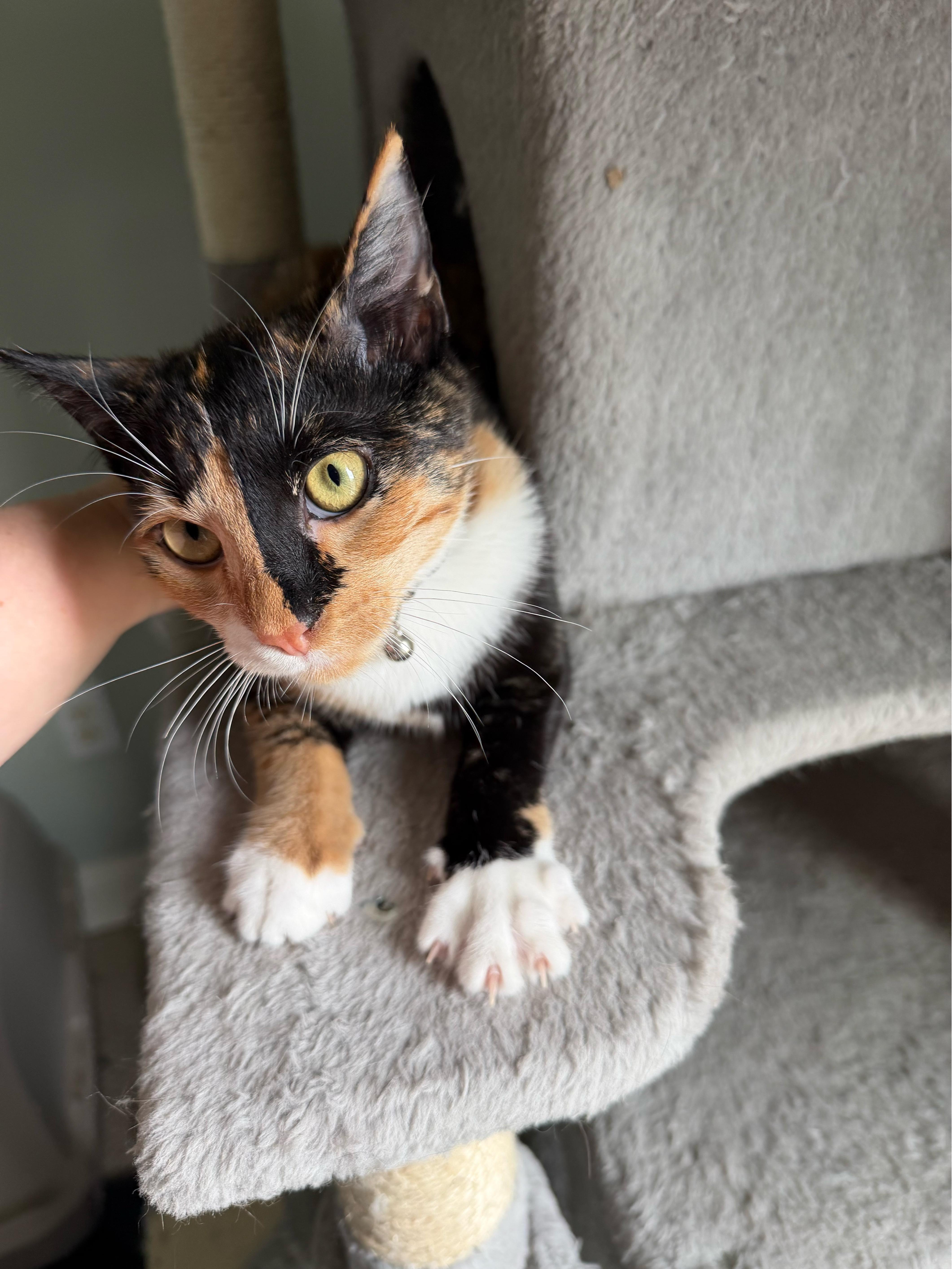 Jojo - Greensboro GA