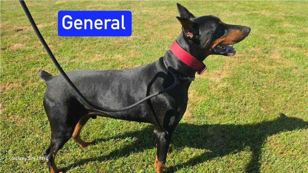 TT General, Adoptable, Adult Male Doberman Pinscher.