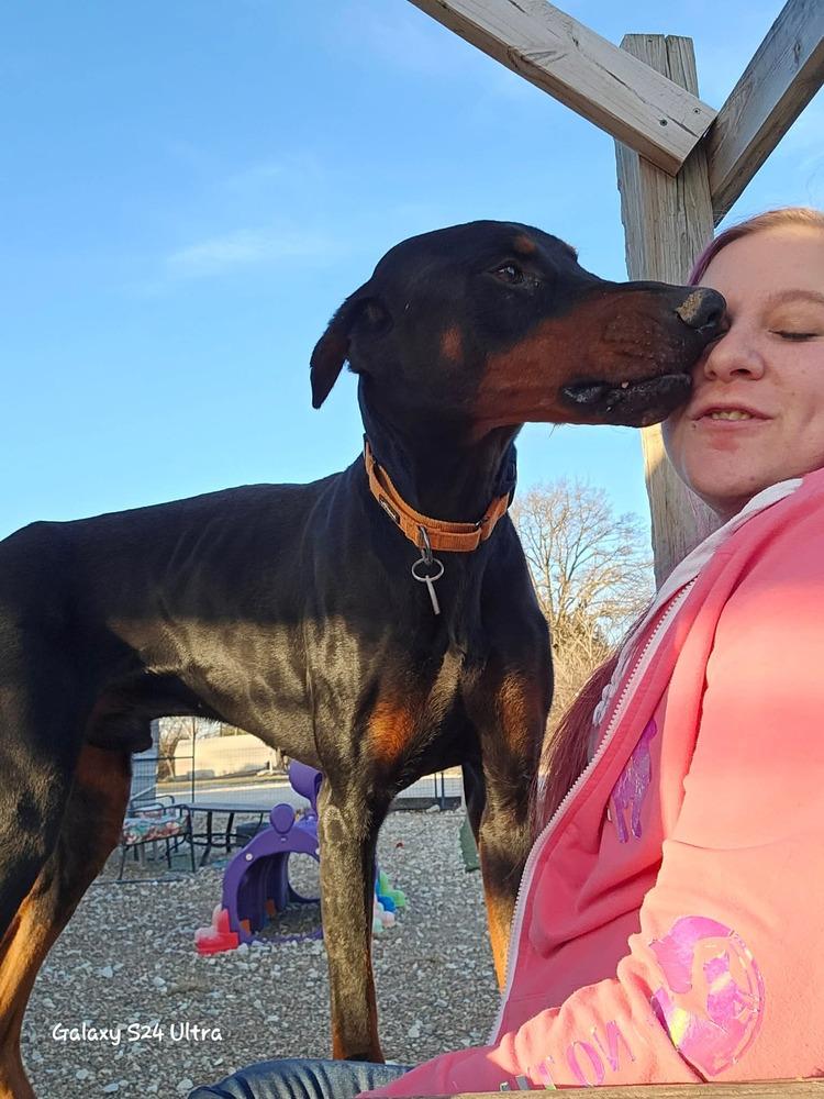 Enlarge TT General, a Adoptable Doberman Pinscher in Warrenton, MO image 2/6