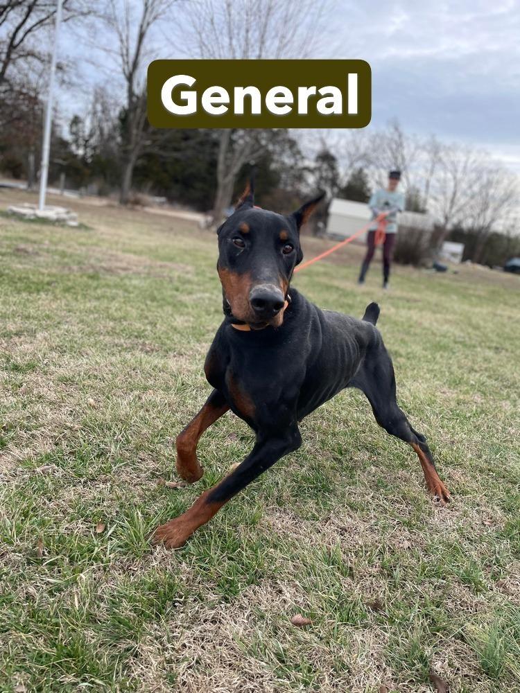 Enlarge TT General, a Adoptable Doberman Pinscher in Warrenton, MO image 3/6