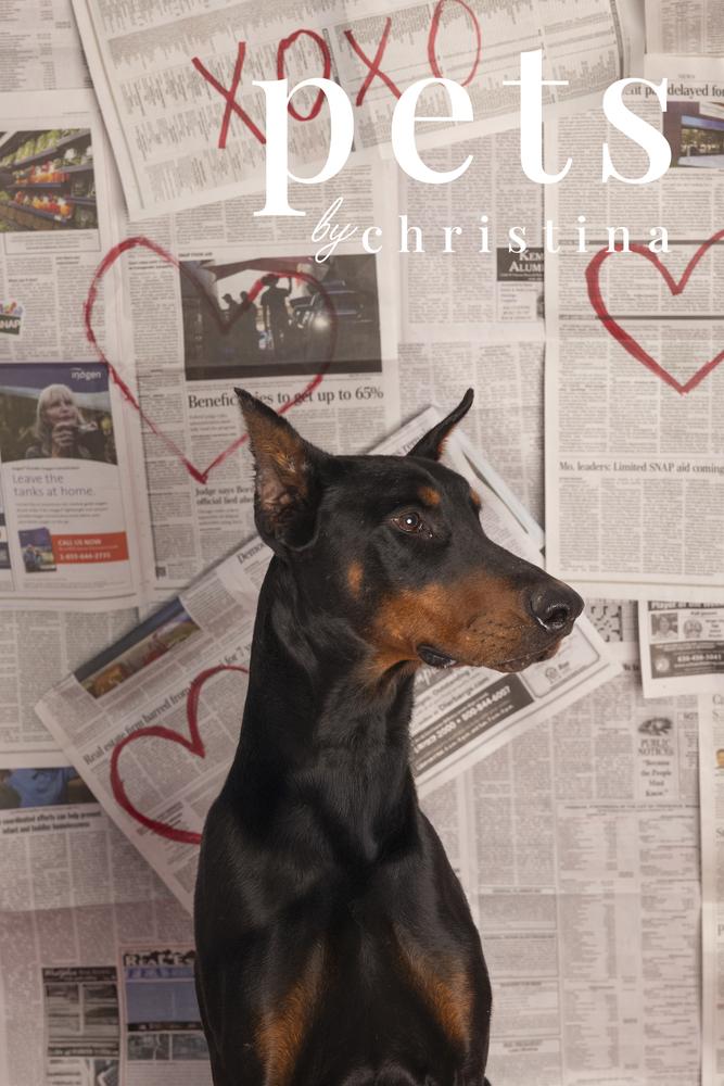 Enlarge TT General, a Adoptable Doberman Pinscher in Warrenton, MO image 4/6