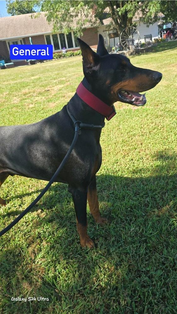Enlarge TT General, a Adoptable Doberman Pinscher in Warrenton, MO image 5/6