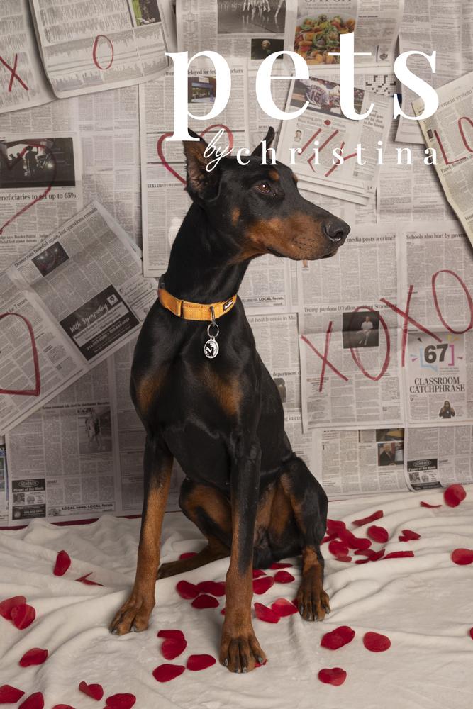 Enlarge TT General, a Adoptable Doberman Pinscher in Warrenton, MO image 6/6