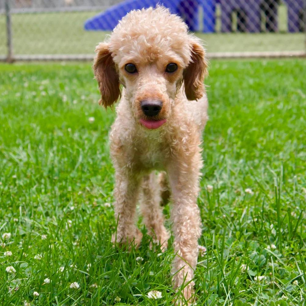 Enlarge Quincy, an adopted Poodle in Godfrey, IL image 3/5