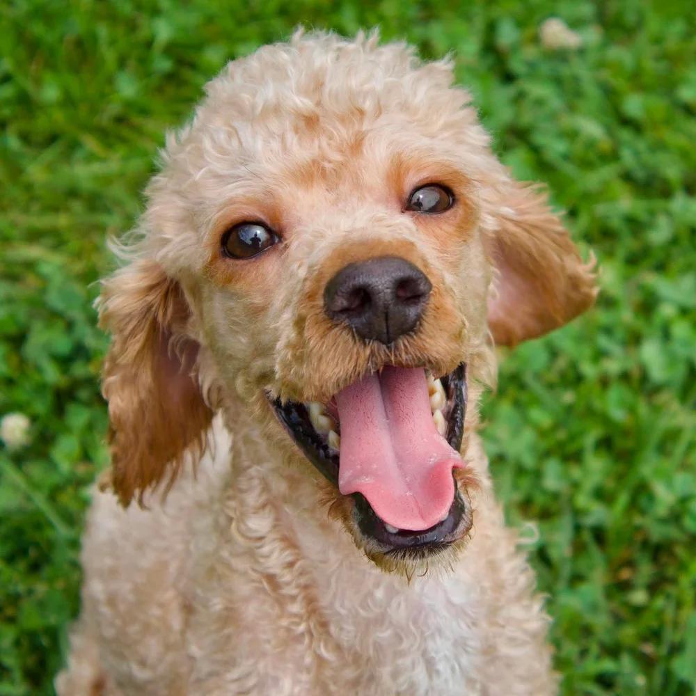 Enlarge Quincy, an adopted Poodle in Godfrey, IL image 2/5