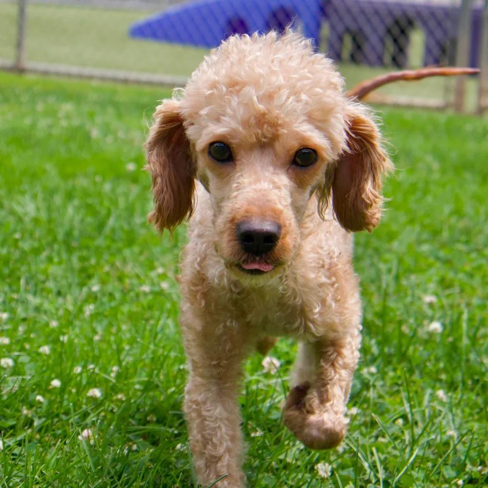 Enlarge Quincy, an adopted Poodle in Godfrey, IL image 5/5