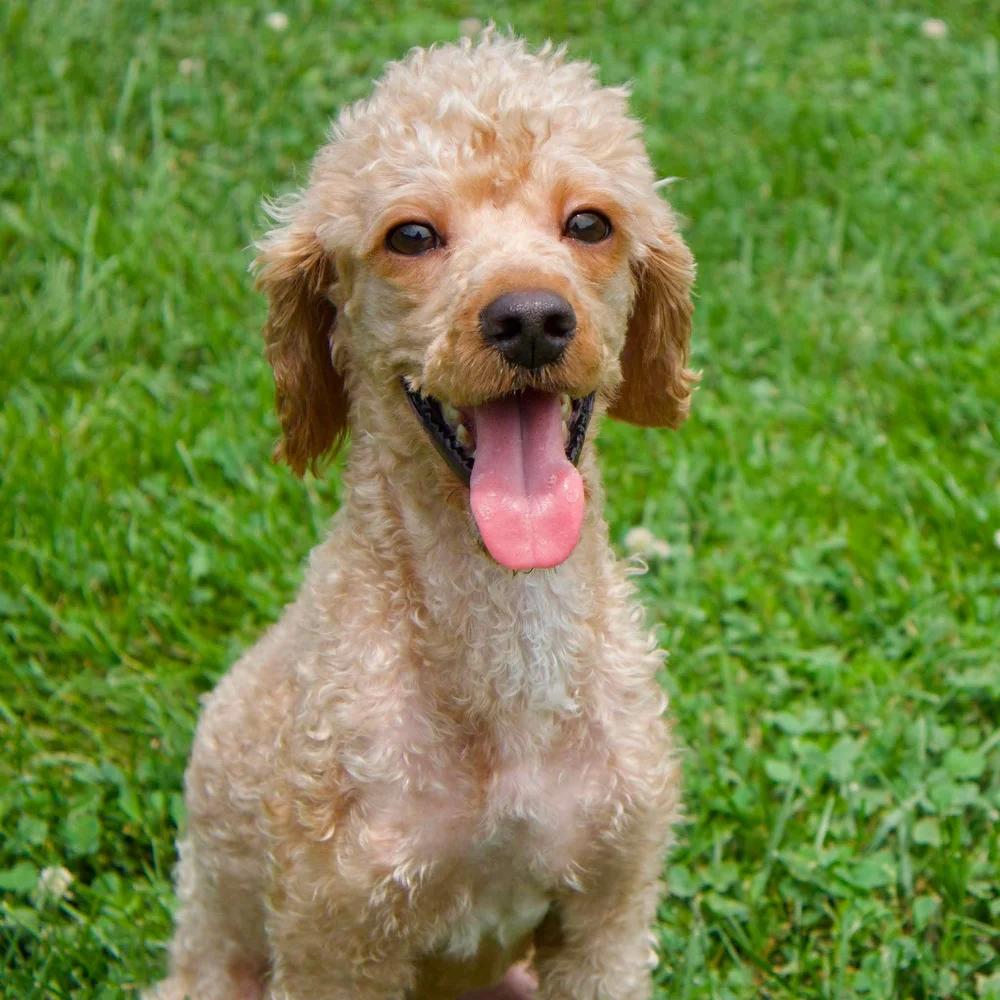 Quincy, adopted, Young Male Poodle.