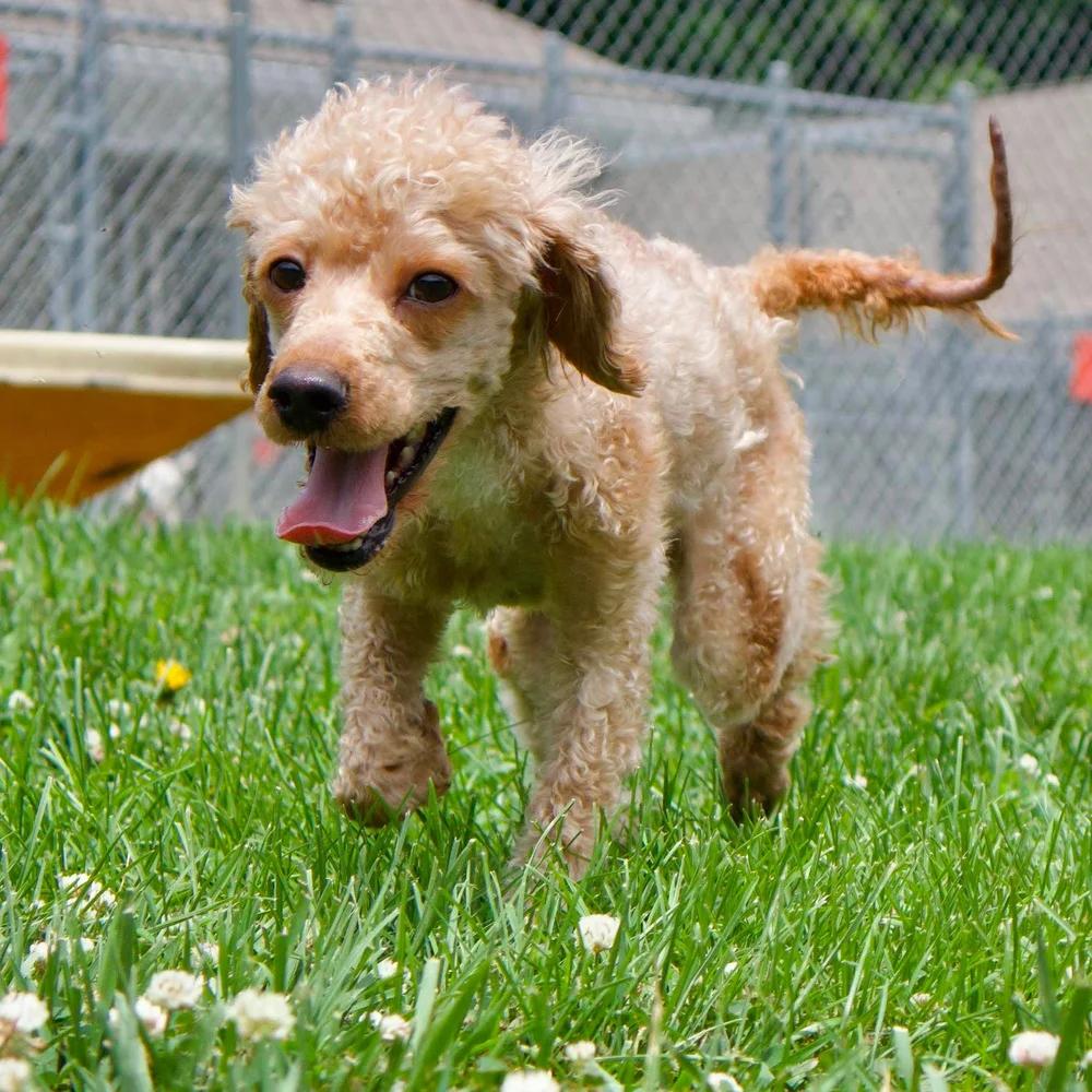 Enlarge Quincy, an adopted Poodle in Godfrey, IL image 4/5