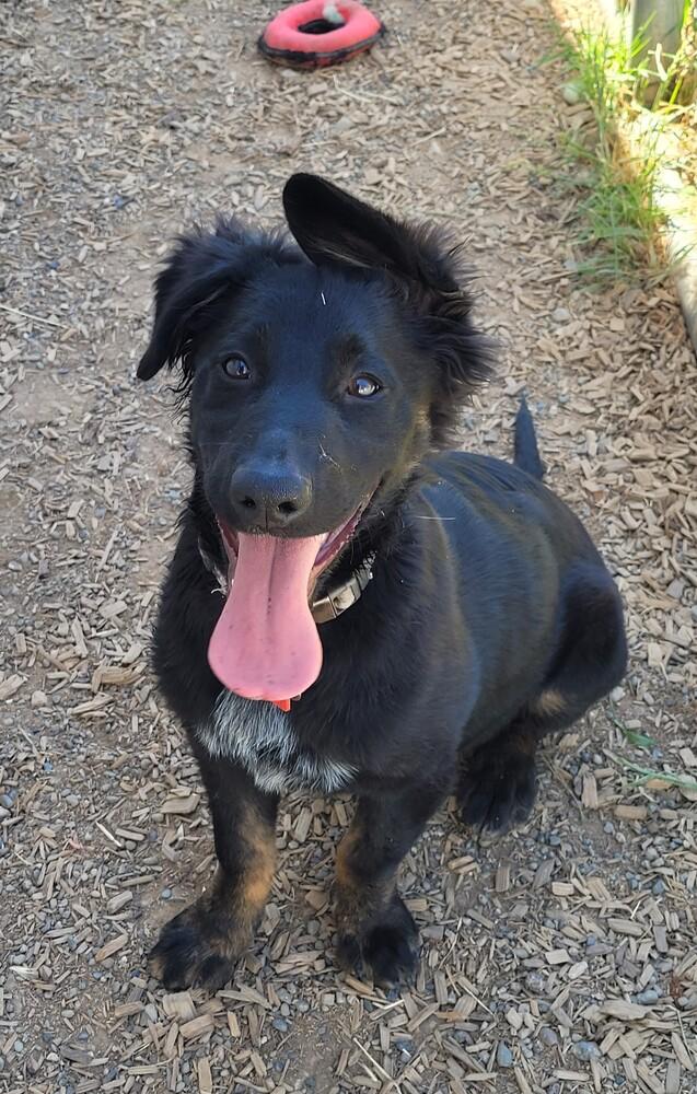 Oso, Adopted, Young Male German Shepherd Dog.