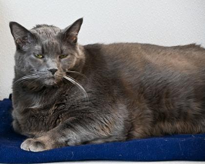 TOFU, Adoptable, Adult Male Domestic Short Hair.
