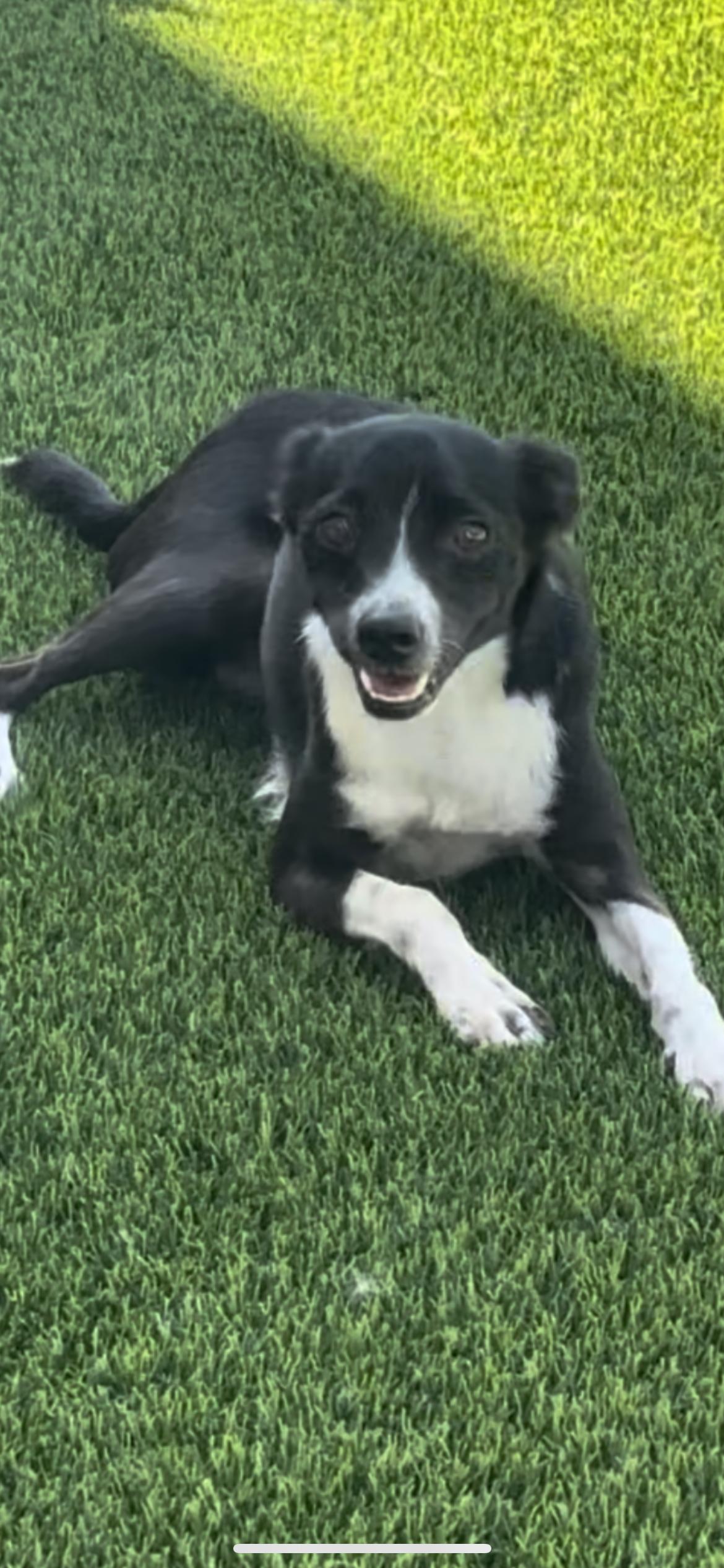 Maximus
