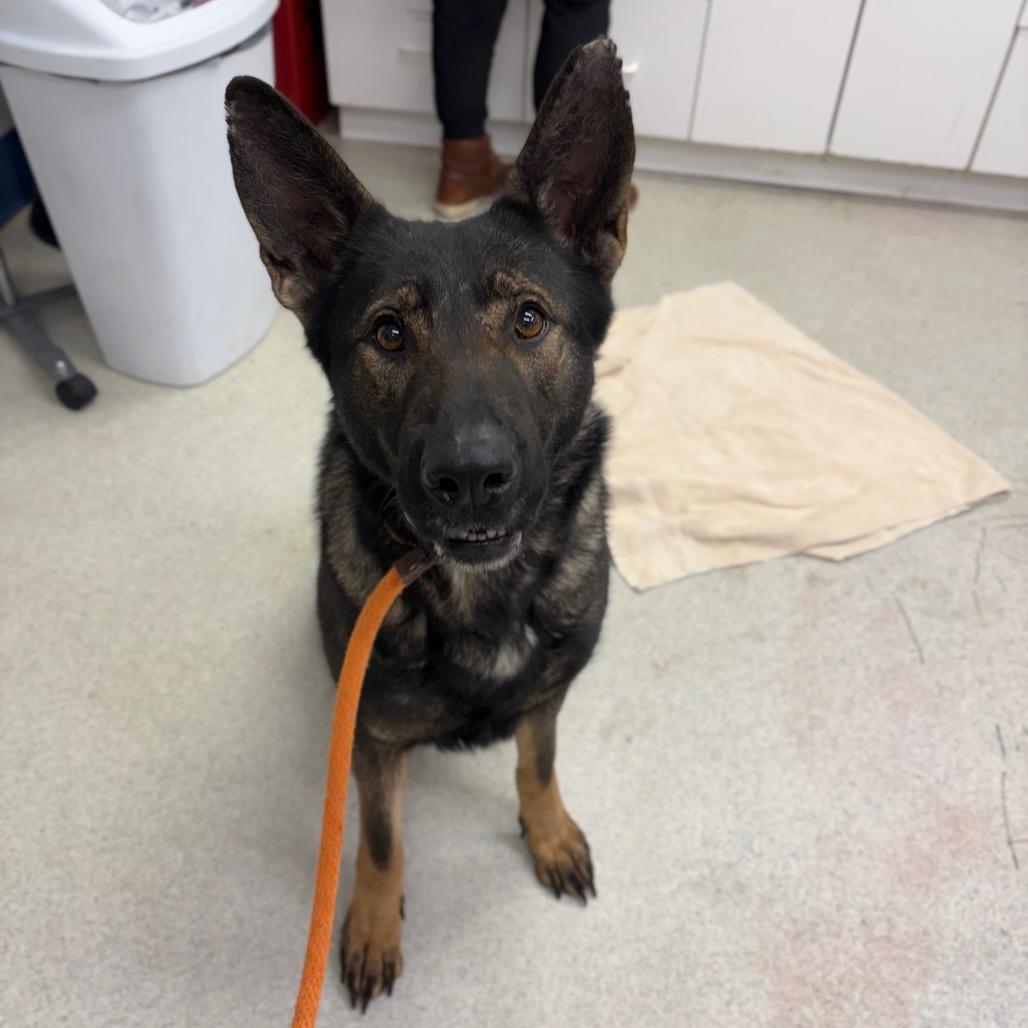 Ginger, Adoptable, Adult Female Mixed Breed.