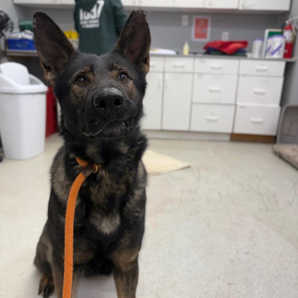 Enlarge Ginger, a Adoptable Mixed Breed in Spokane, WA image 2/6