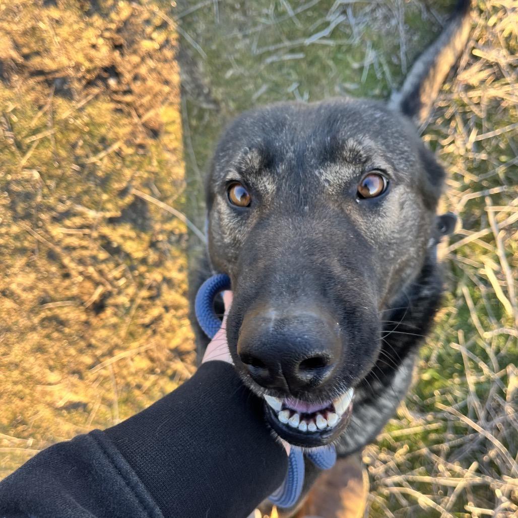 Enlarge Ginger, a Adoptable Mixed Breed in Spokane, WA image 3/6