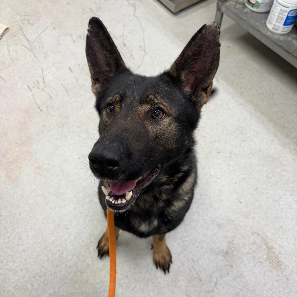 Enlarge Ginger, a Adoptable Mixed Breed in Spokane, WA image 4/6